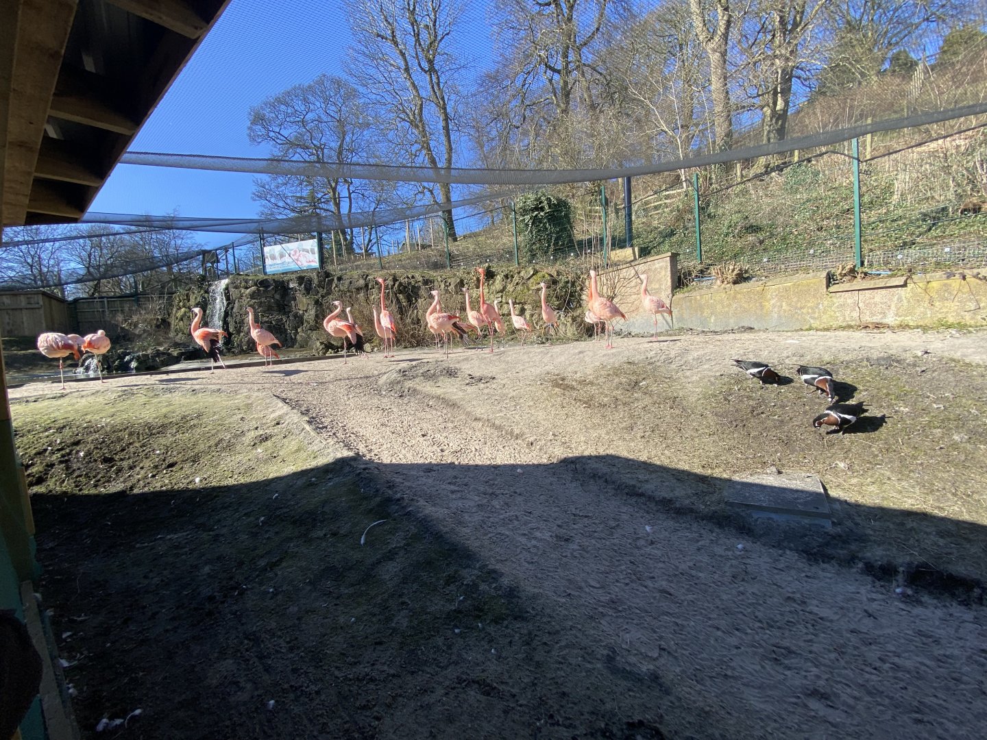 American and Chilean flamingos