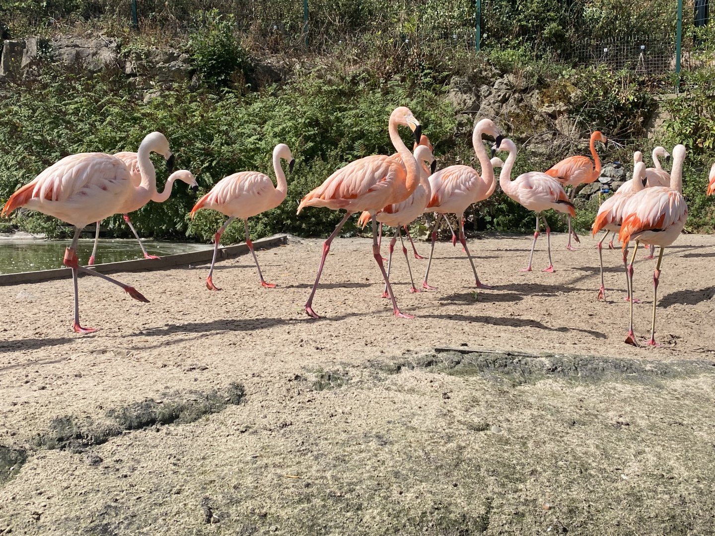 American and Chilean flamingos