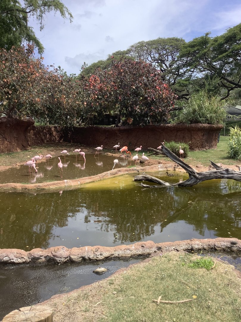 American and Lesser Flamingos 3/25/23