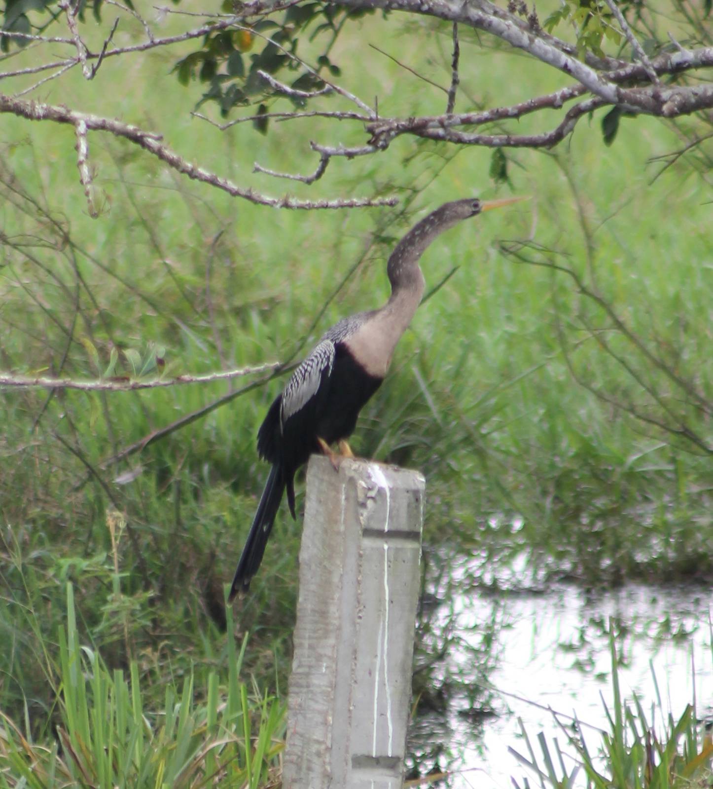 American anhinga