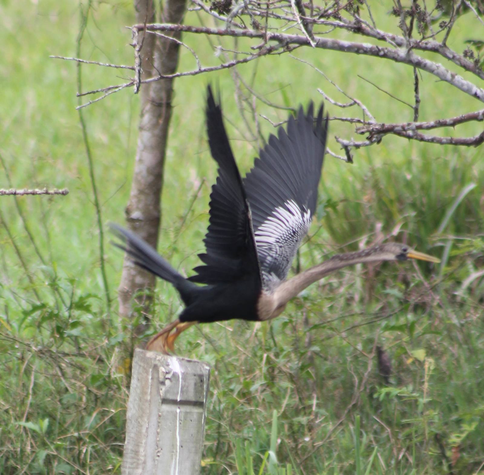 American anhinga