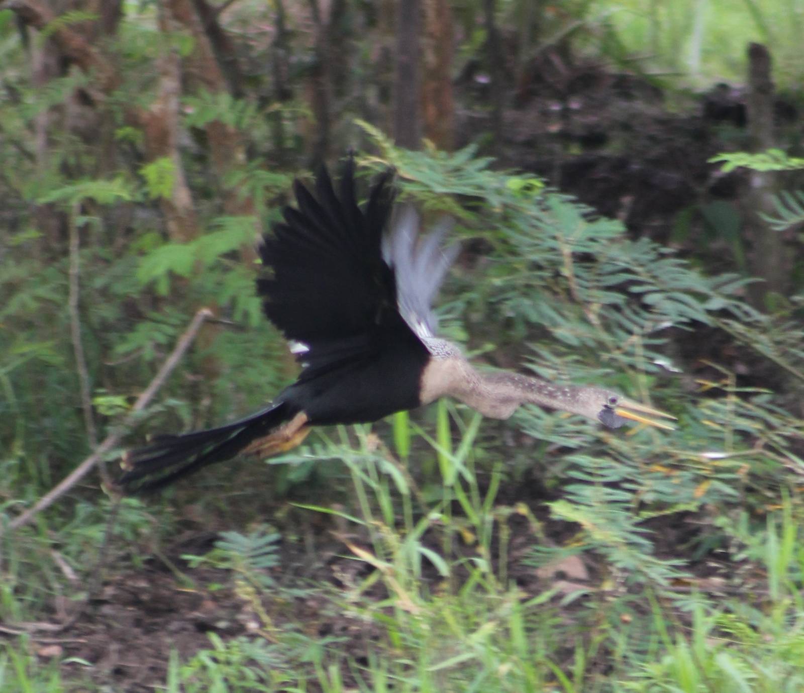 American anhinga