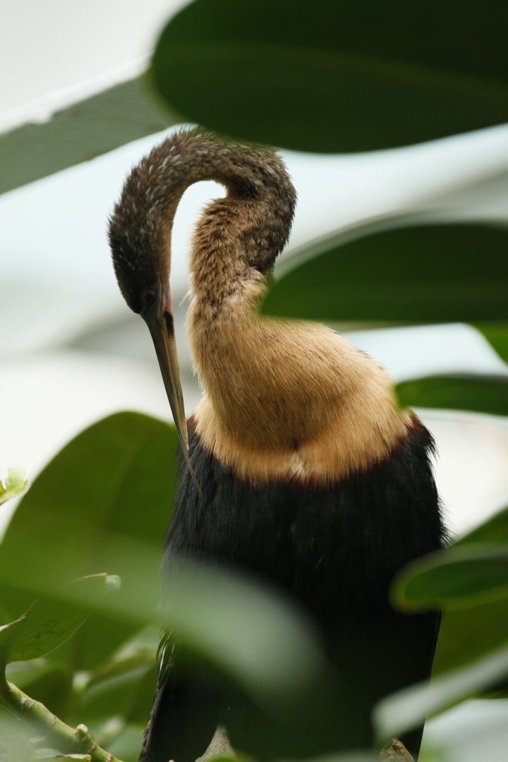 American anhinga