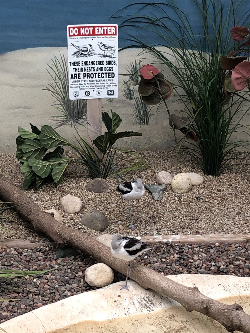 American Avocat and "Endangered Bird Nesting" Sign