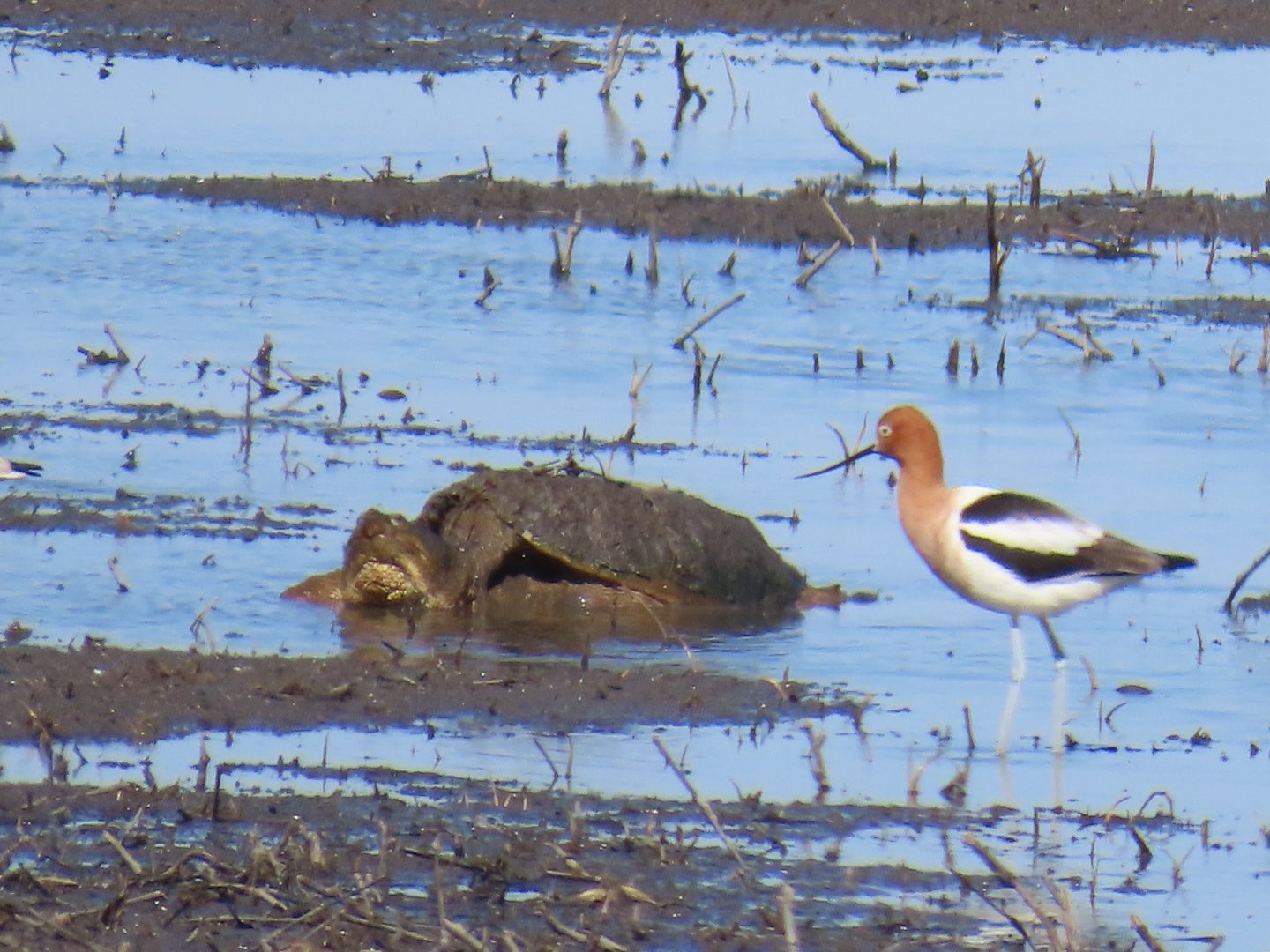 American Avocet and Common Snapping Turtle