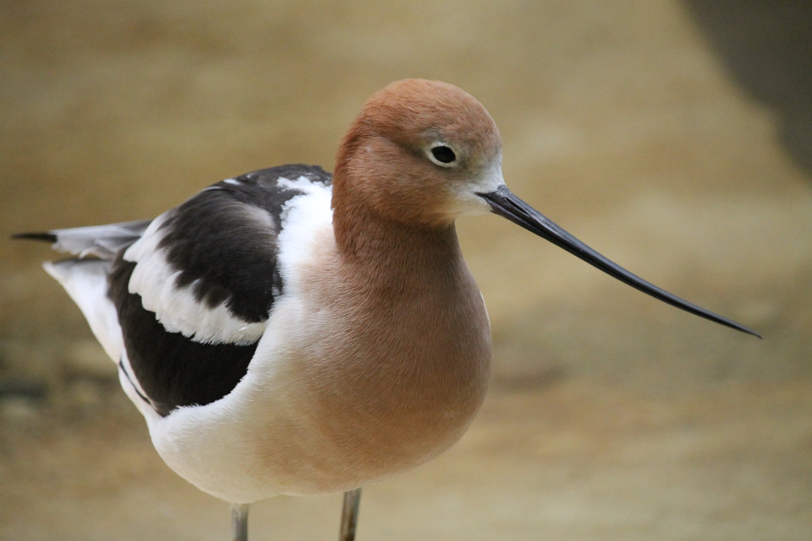 American Avocet (Recurviostra americana)