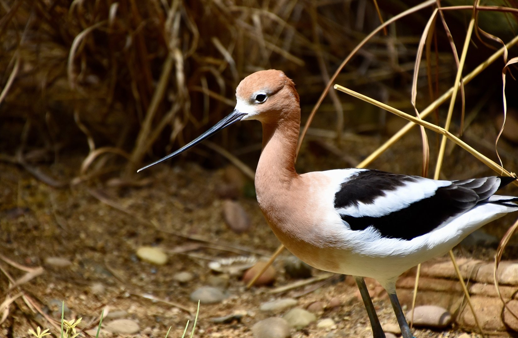 American Avocet (Recurvirostra americana) - breeding plumage