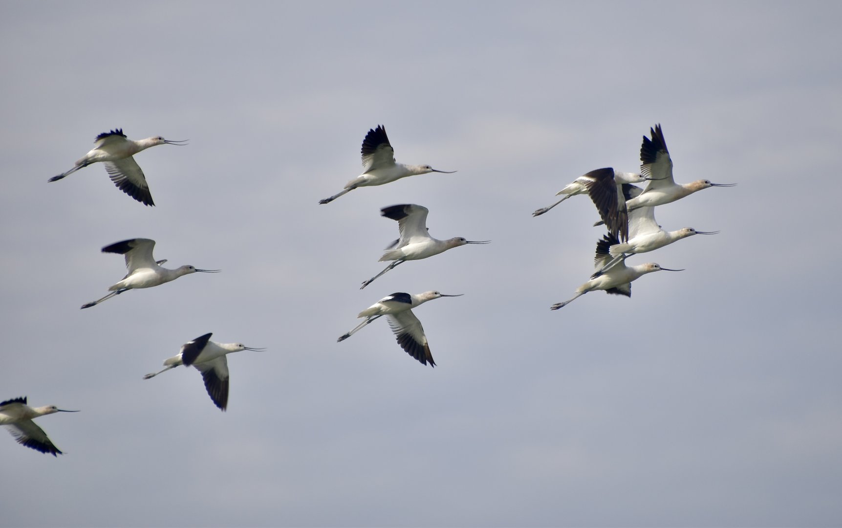 American Avocet (Recurvirostra americana) flock on the move