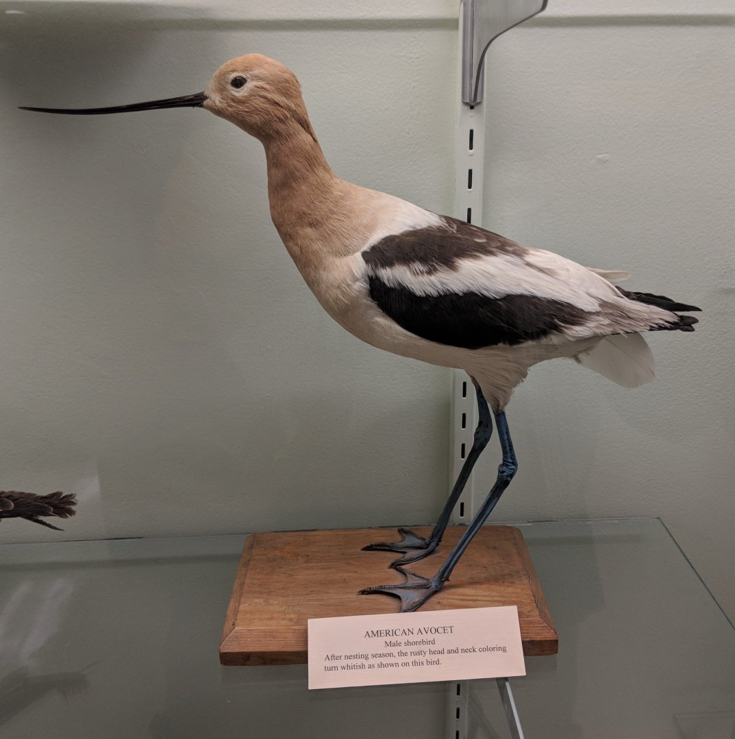 American avocet (Recurvirostra americana)