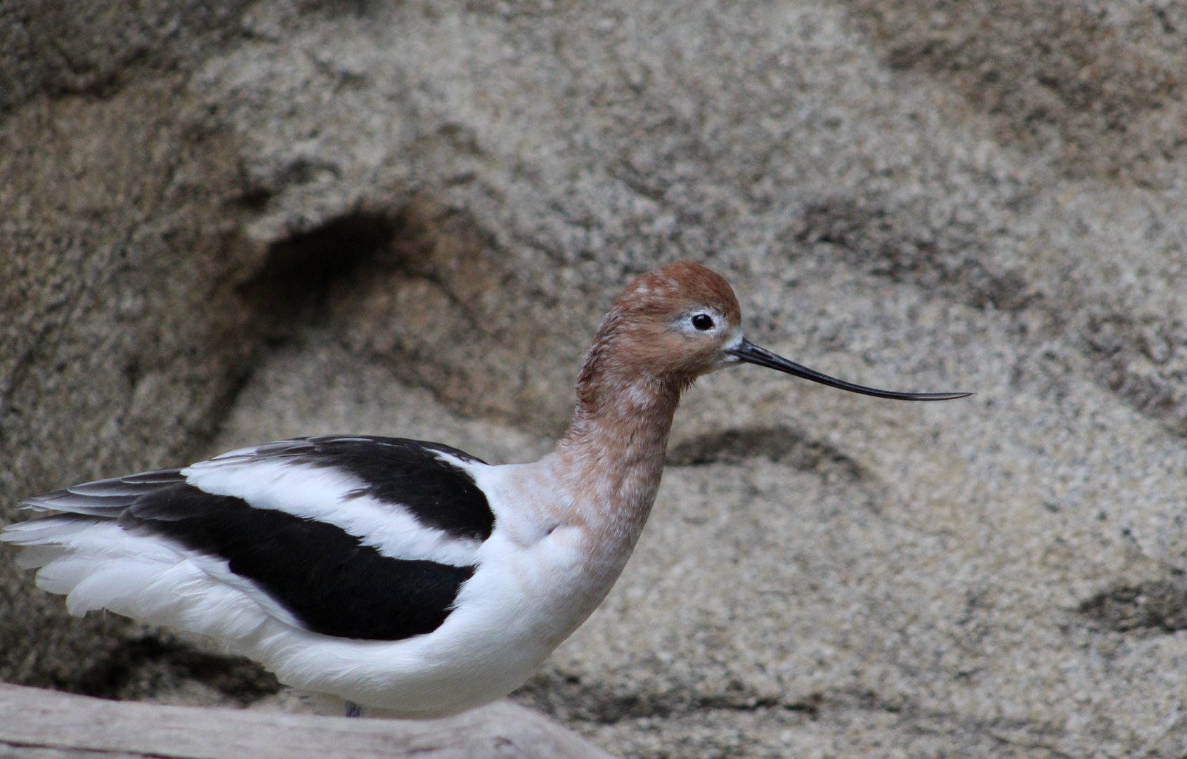 American Avocet (Recurvirostra americana)