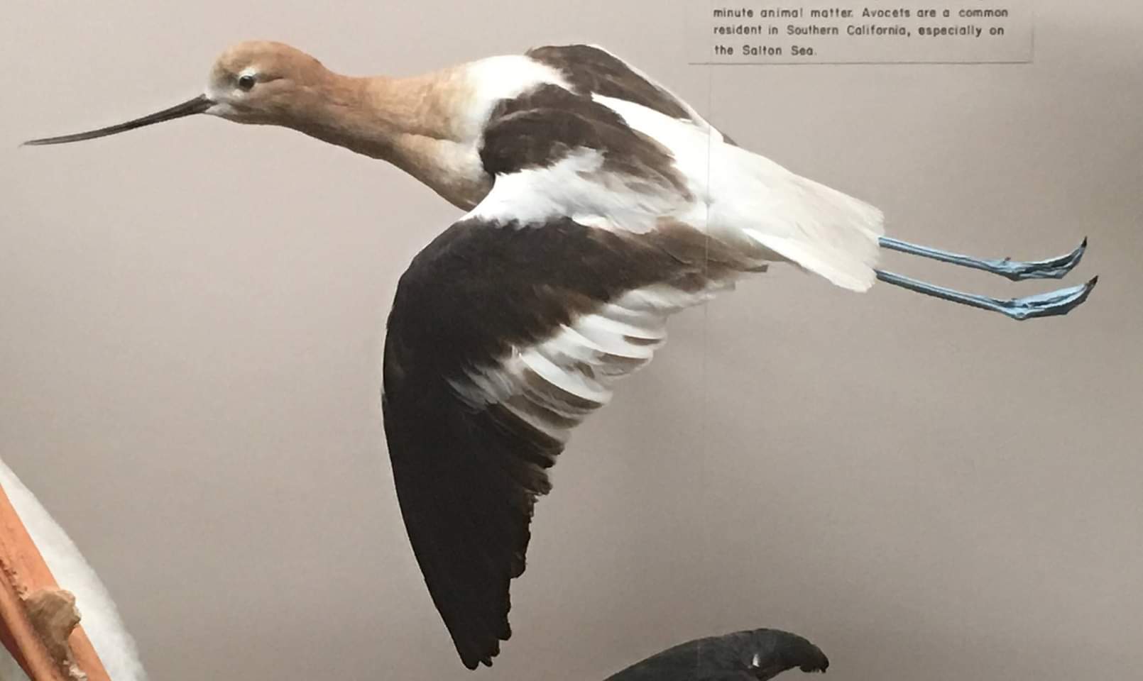 American avocet (Recurvirostra americana)