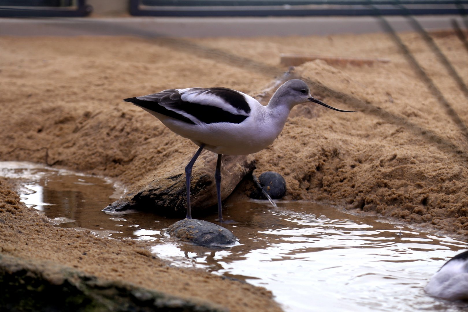 American Avocet (Recurvirostra americana)