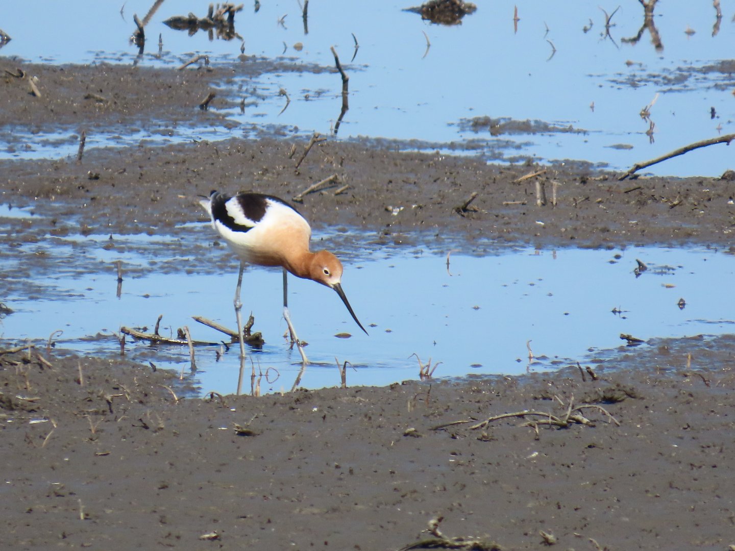 American Avocet (Recurvirostra americana)