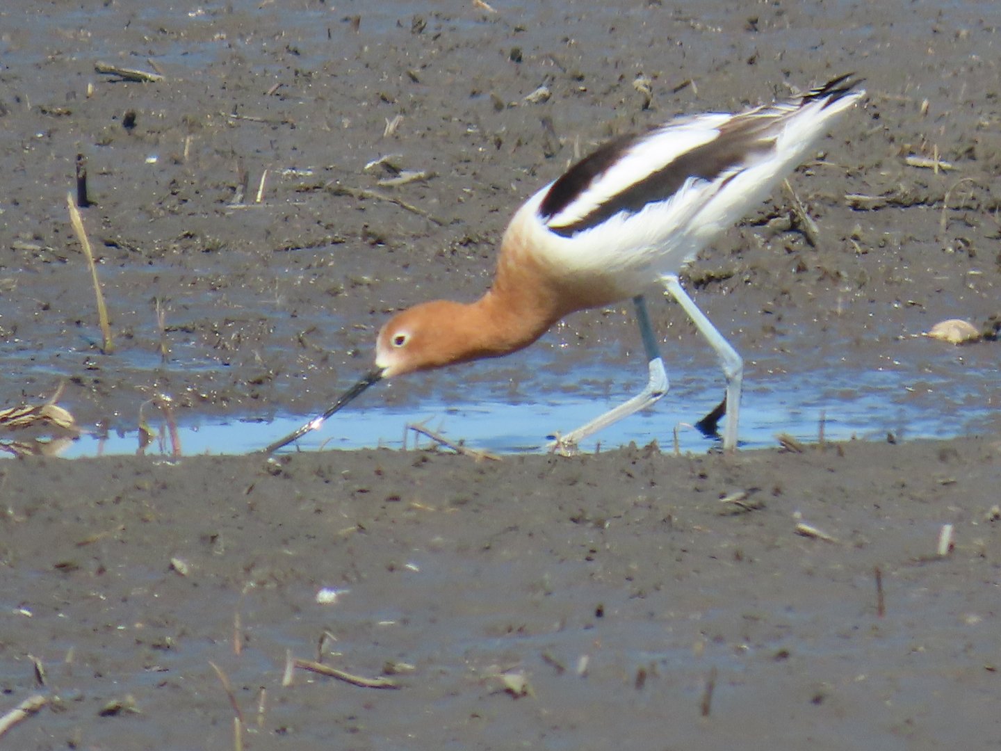 American Avocet (Recurvirostra americana)