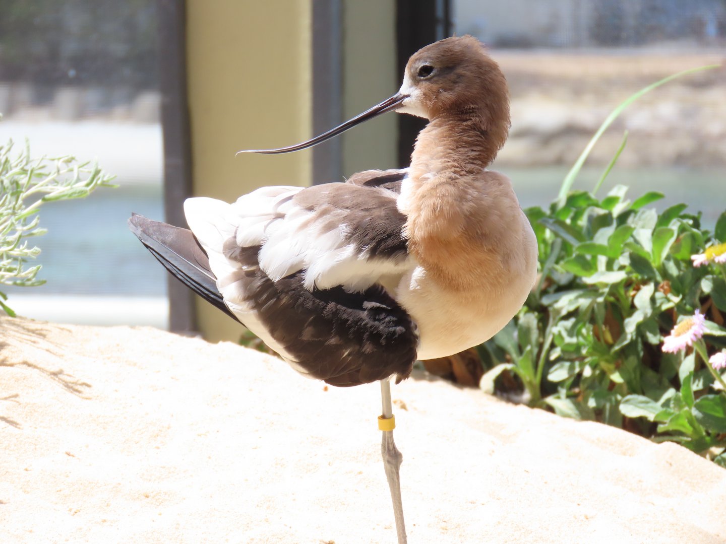 American Avocet (Recurvirostra americana)