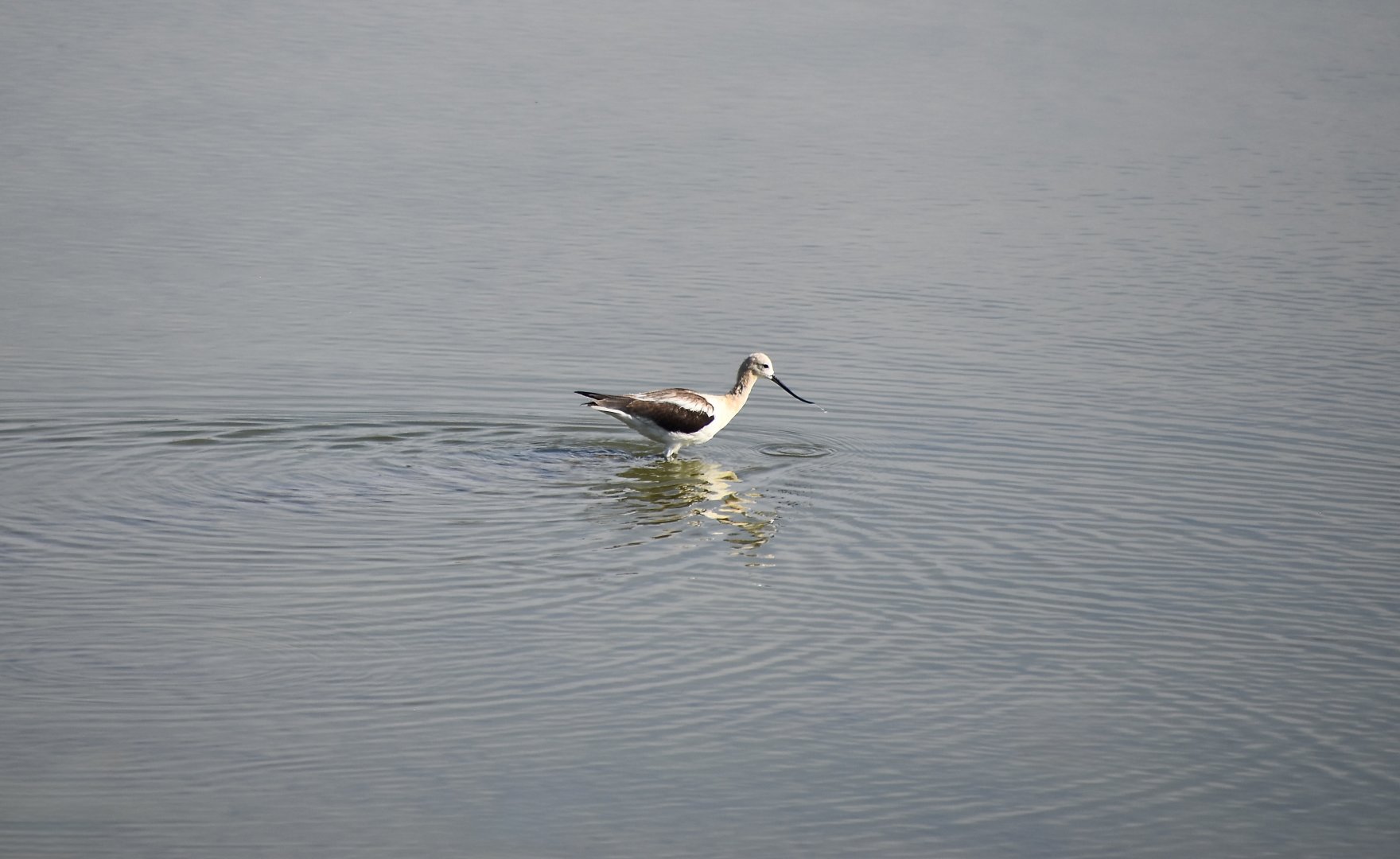 American Avocet (Recurvirostra americana)