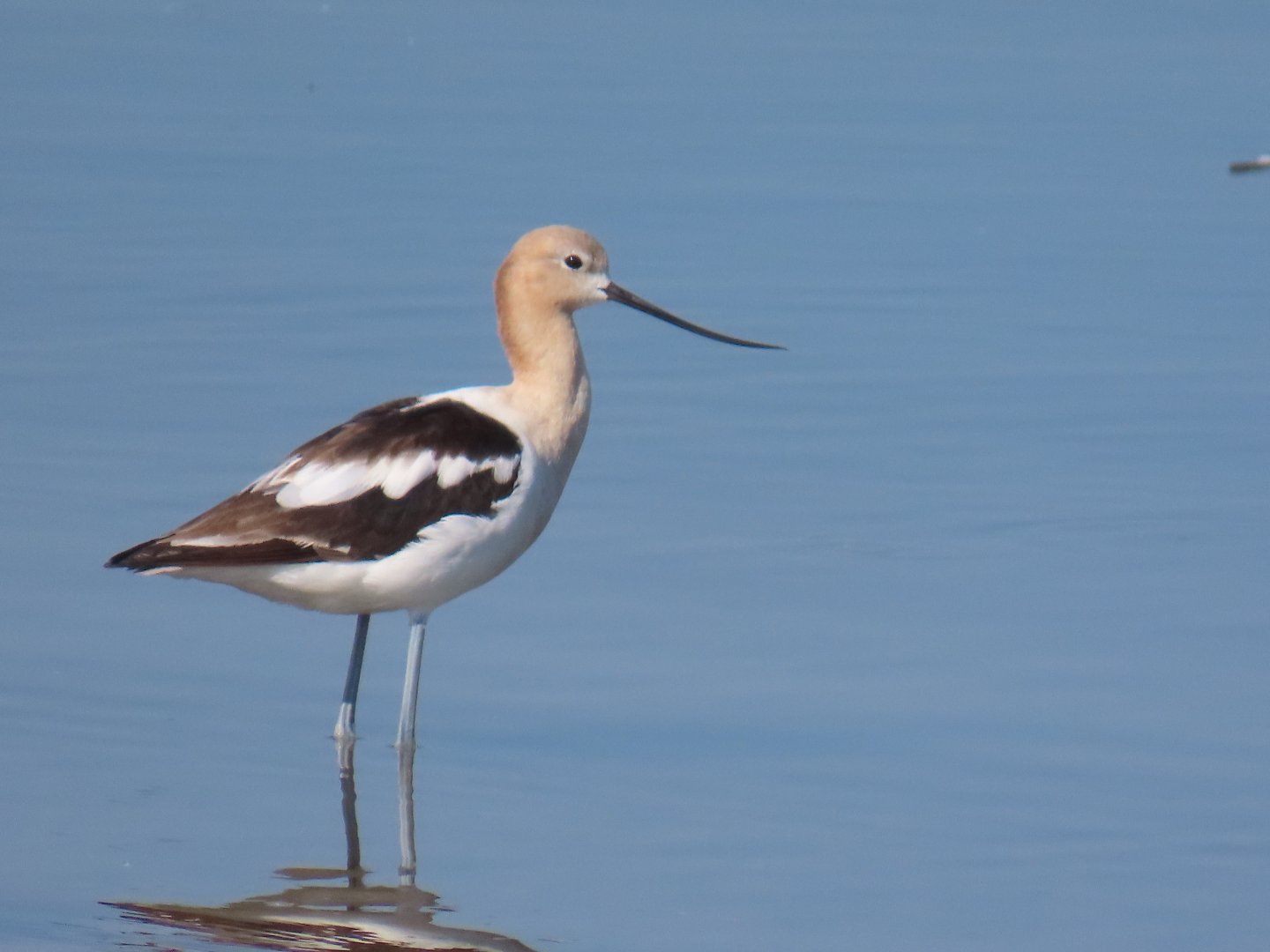 American Avocet (Recurvirostra americana)