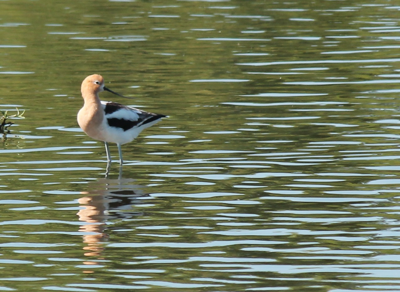 American Avocet