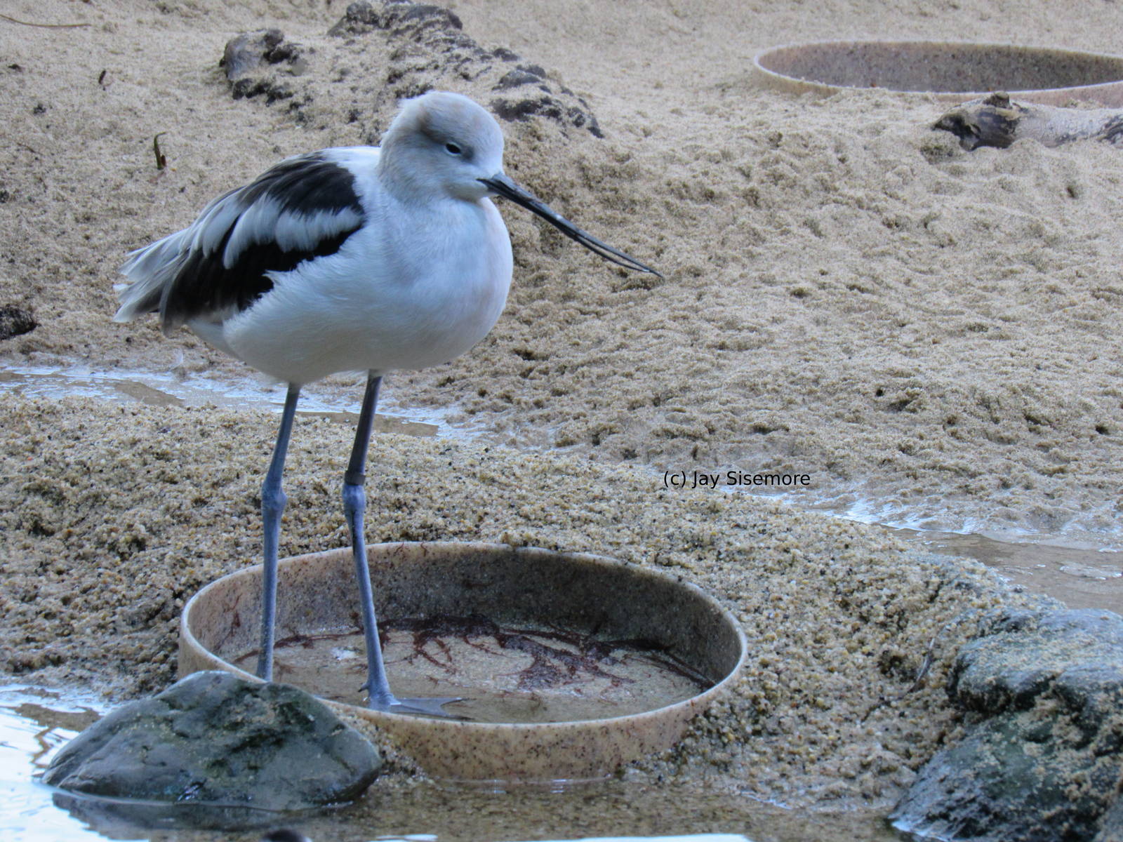 American Avocet
