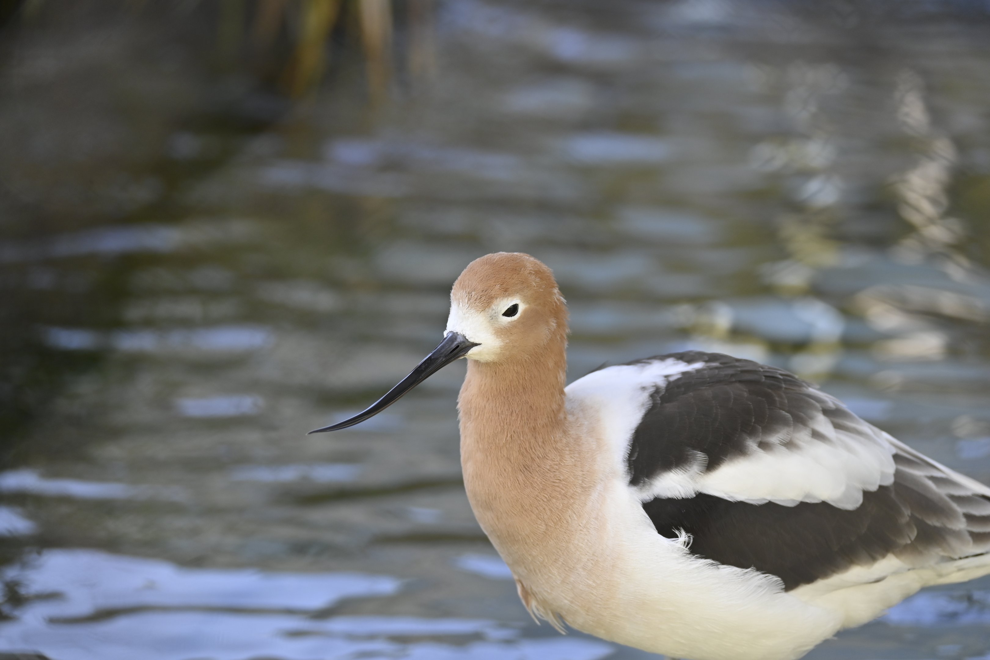 American Avocet