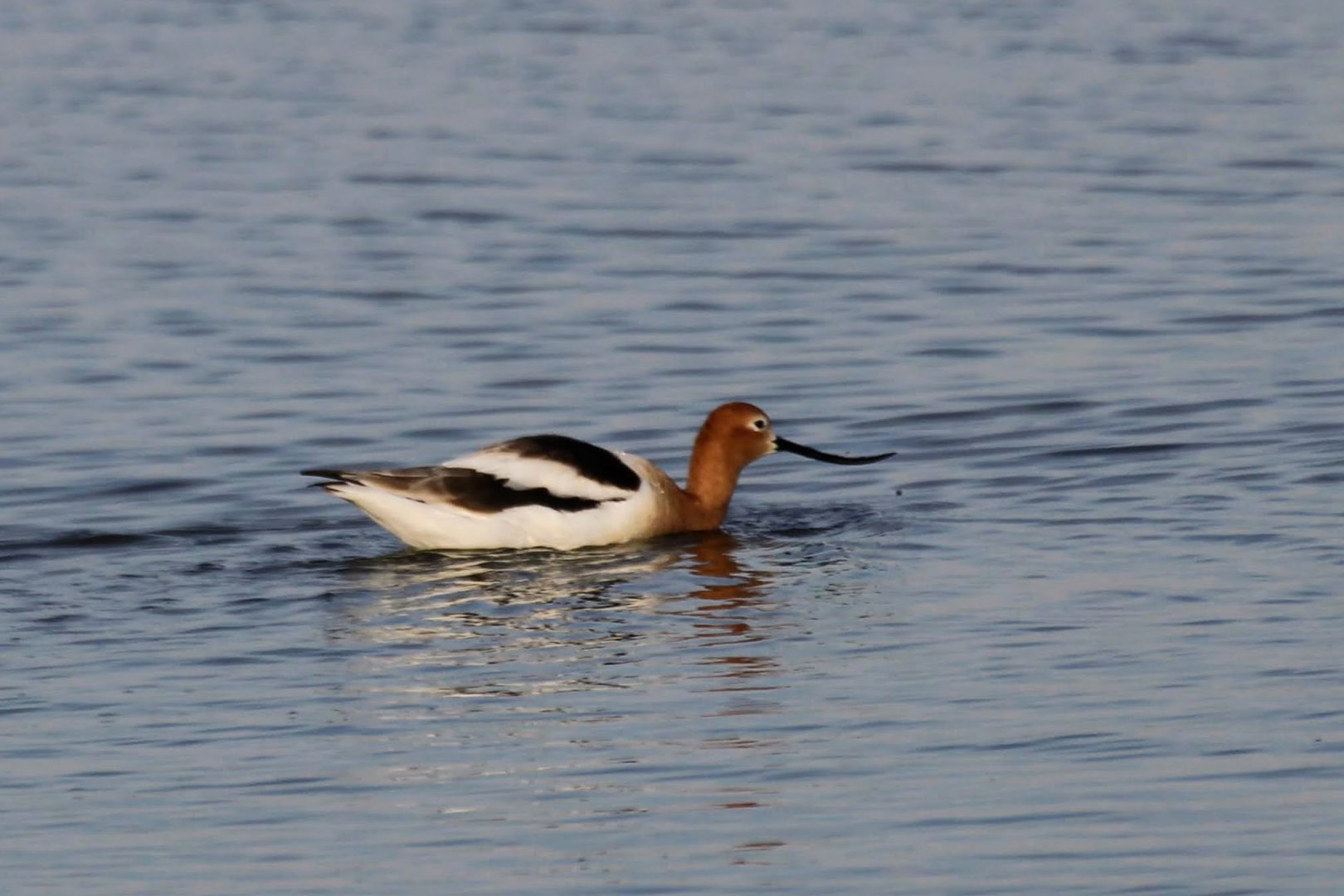 American Avocet