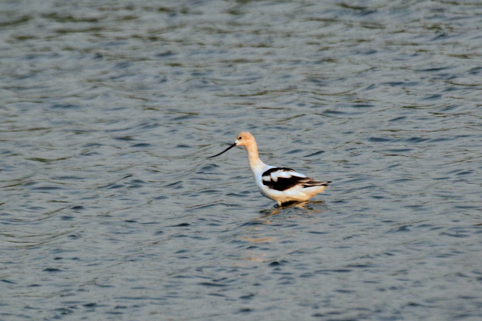 American Avocet