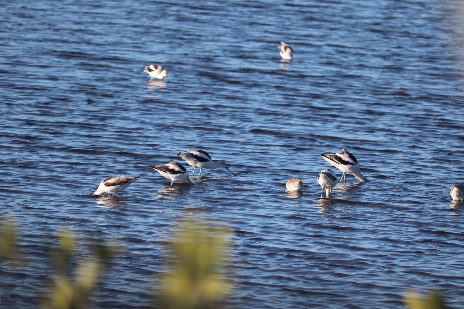 American Avocet