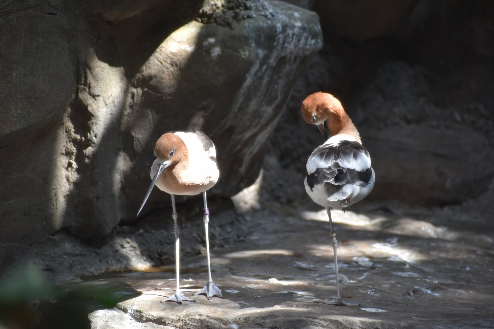 American Avocet