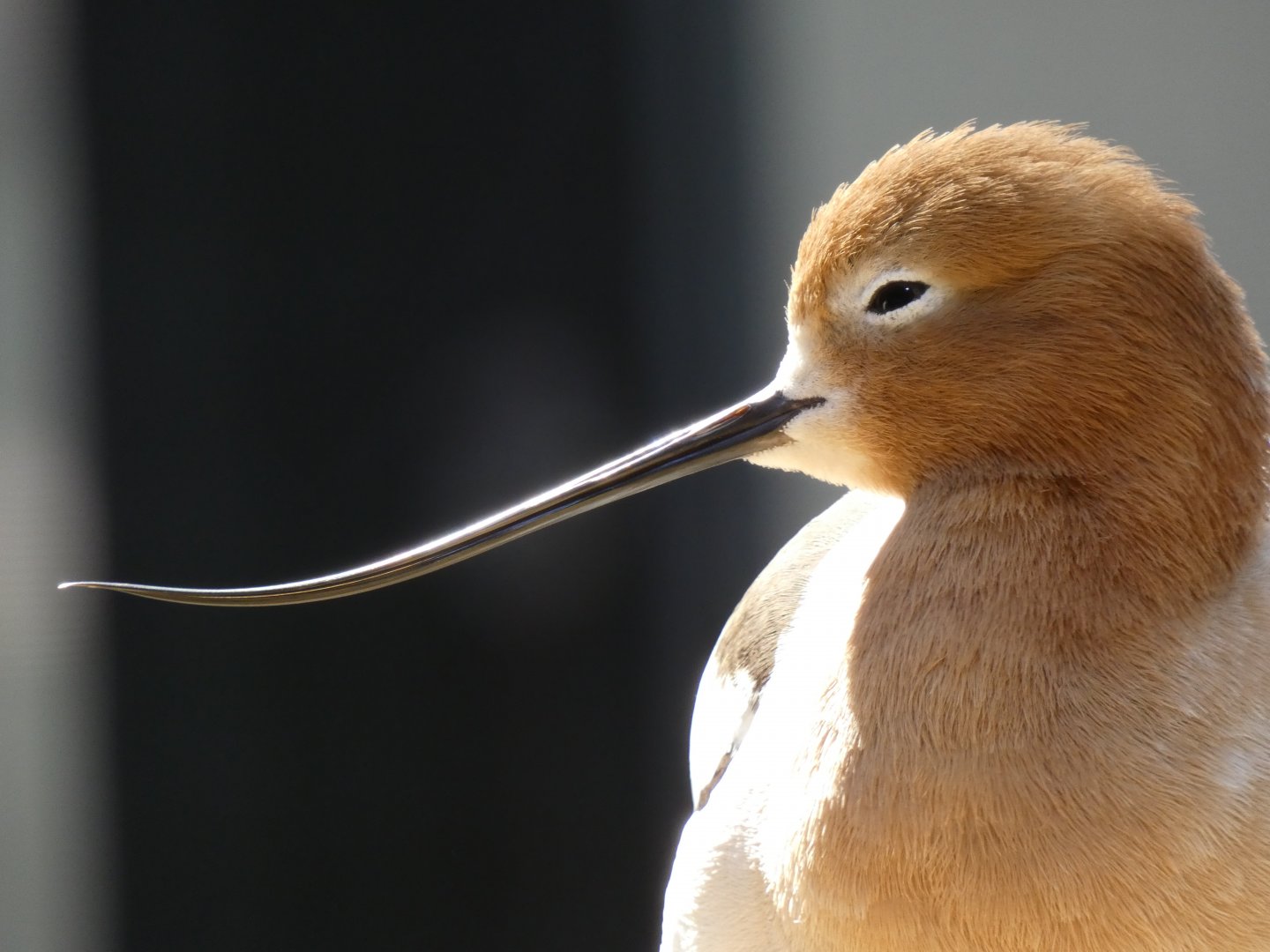 American avocet