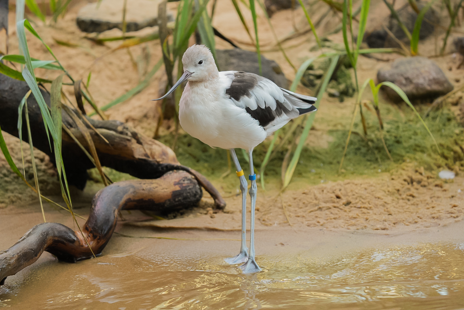 American Avocet