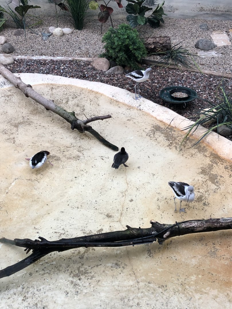 American Avocets and Buffleheads