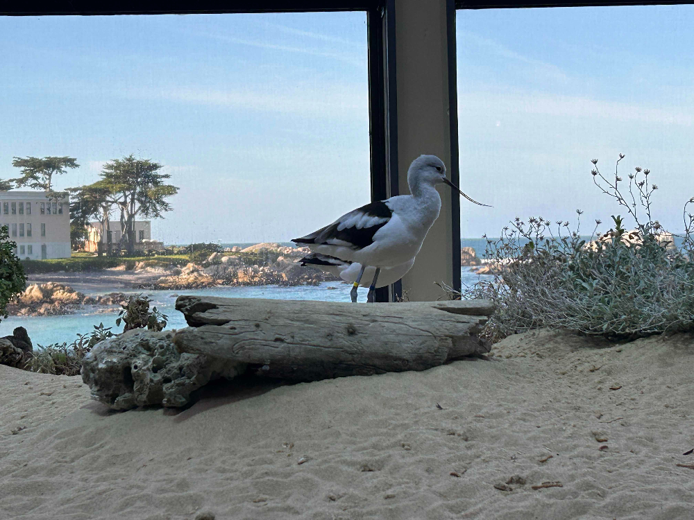 American avocets, Recurvirostra americana