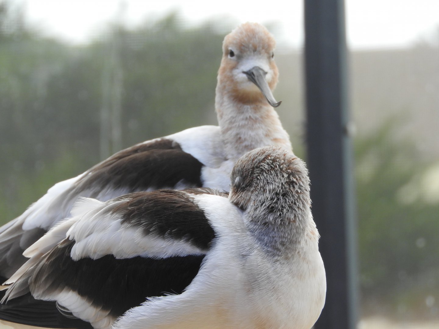 American Avocets