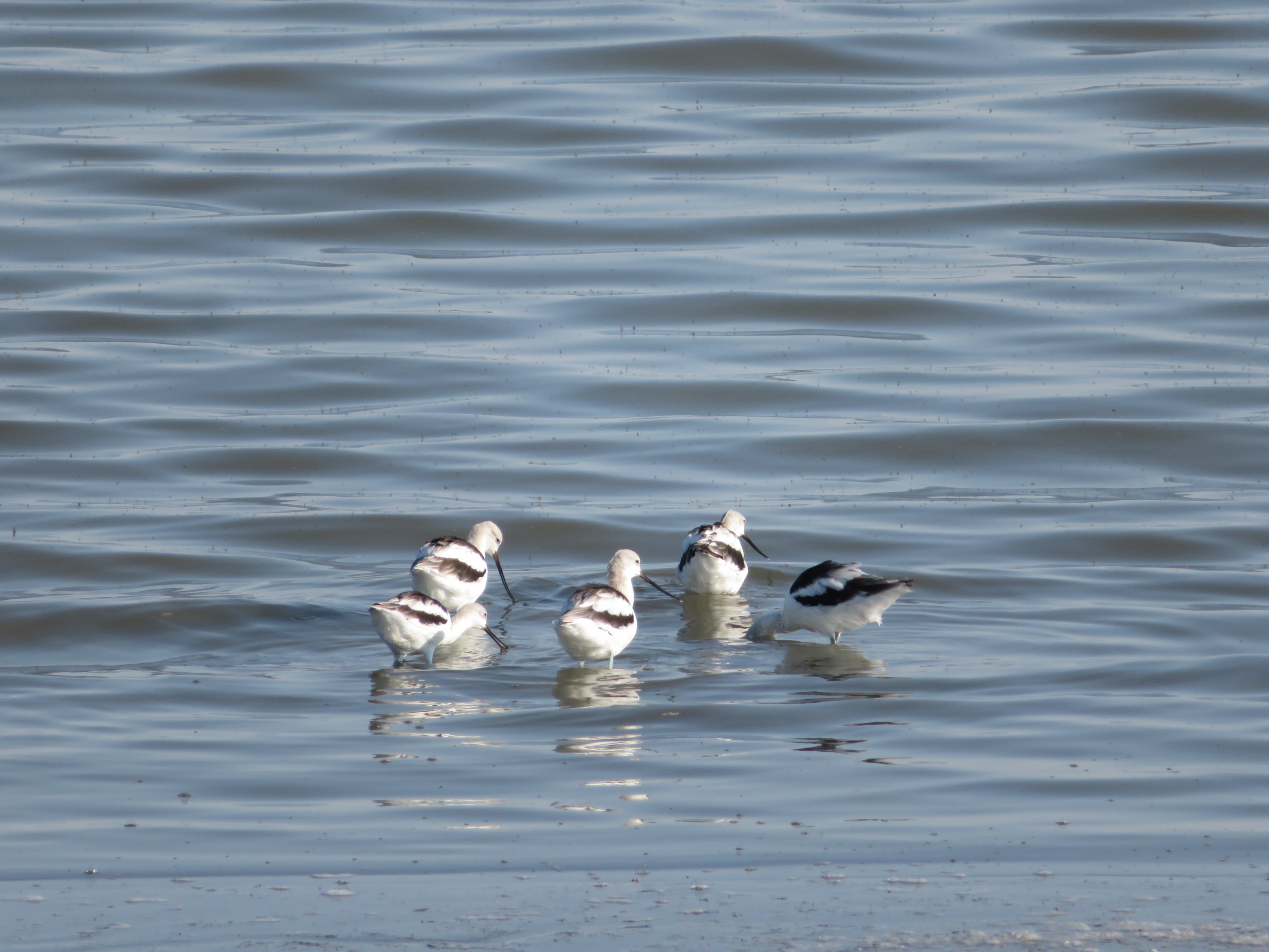 American Avocets