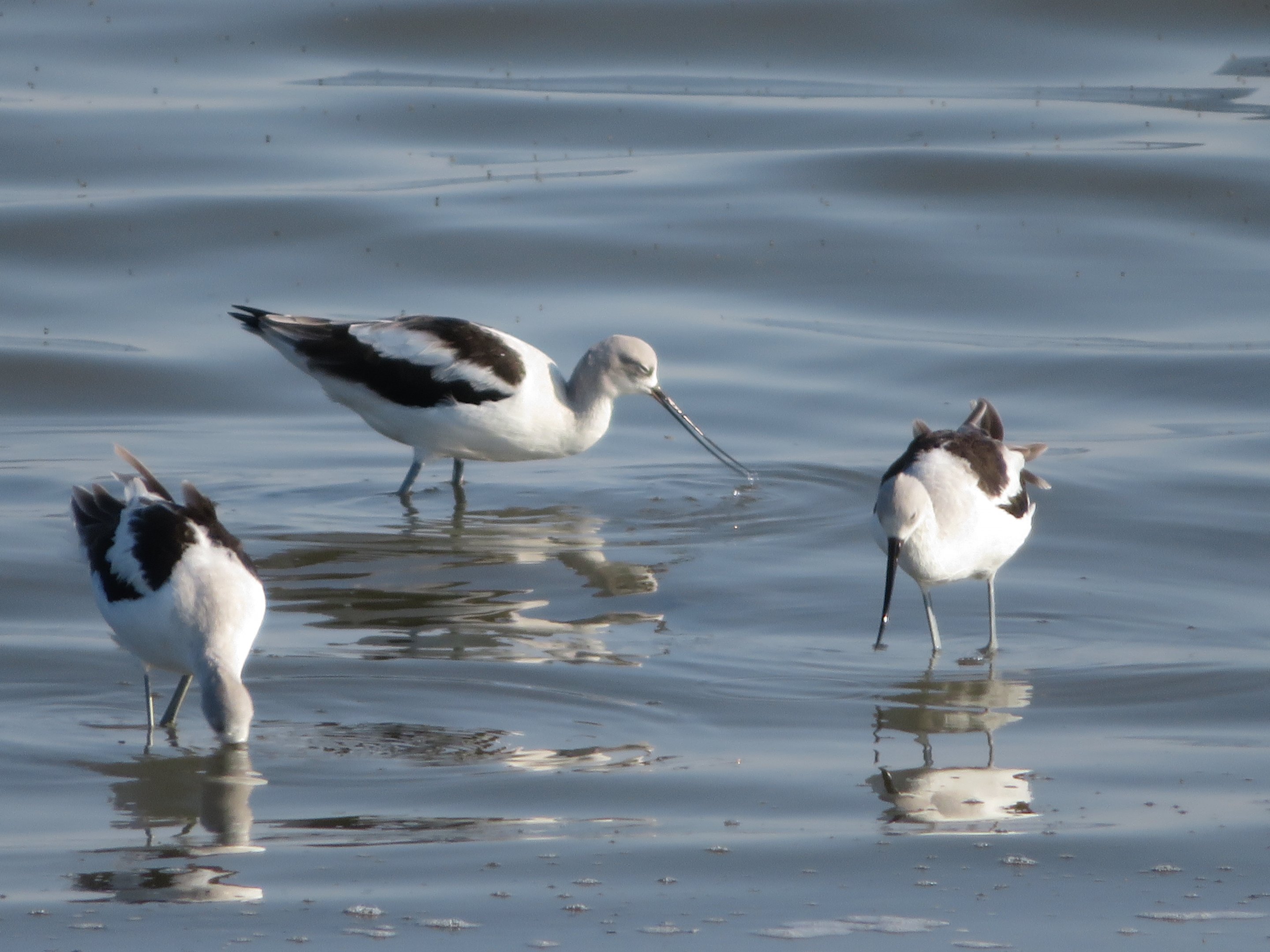 American Avocets