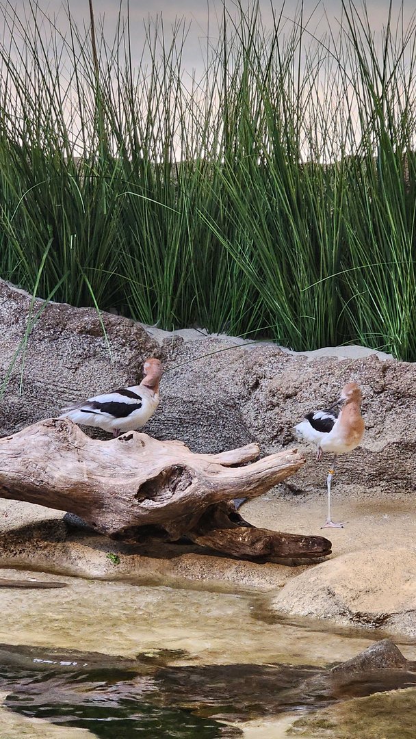 American Avocets