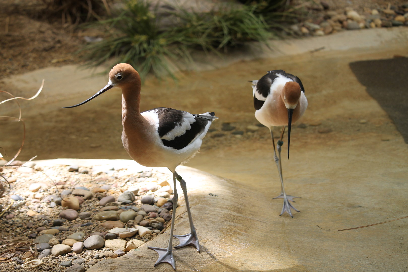 American Avocets