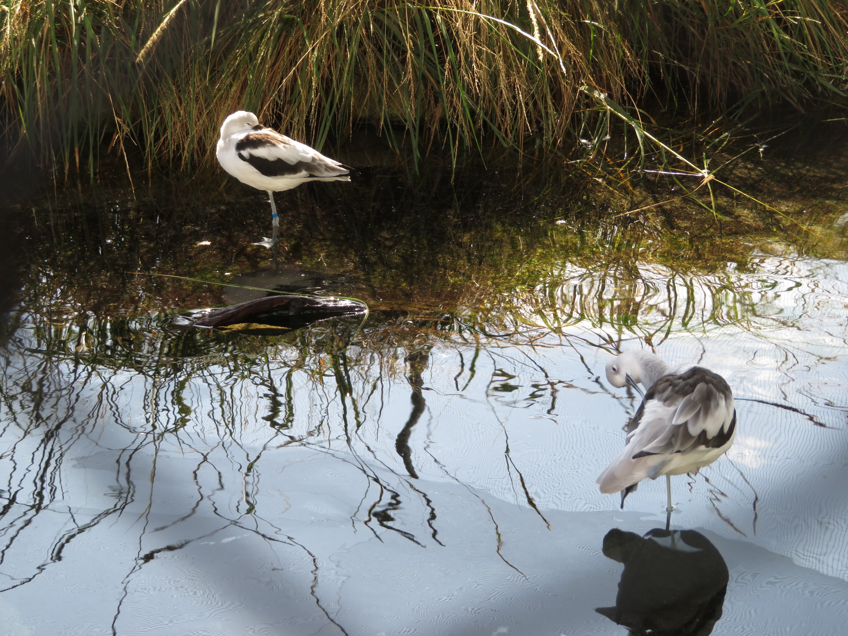 American Avocets