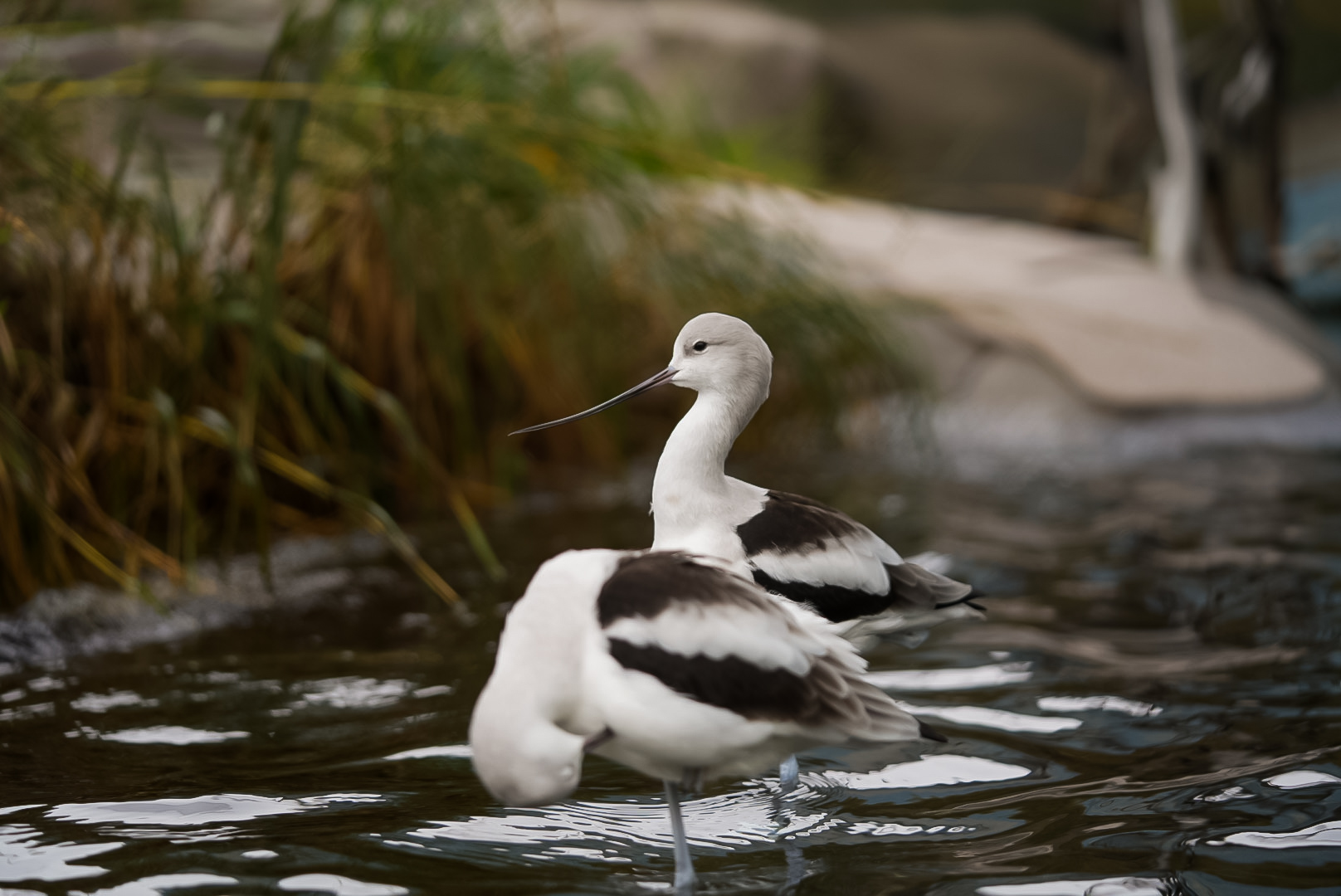 American Avocets