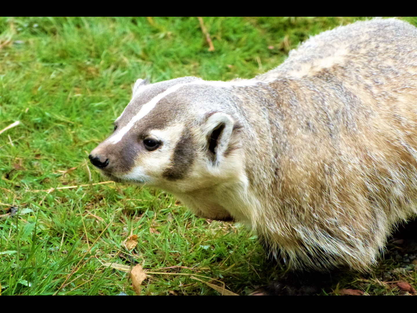 American Badger - 08/2021