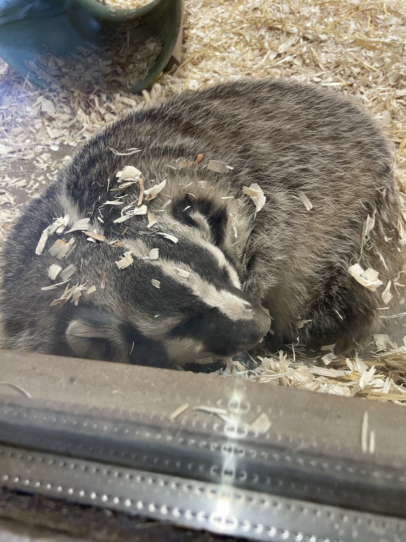 American Badger (12/30/23)