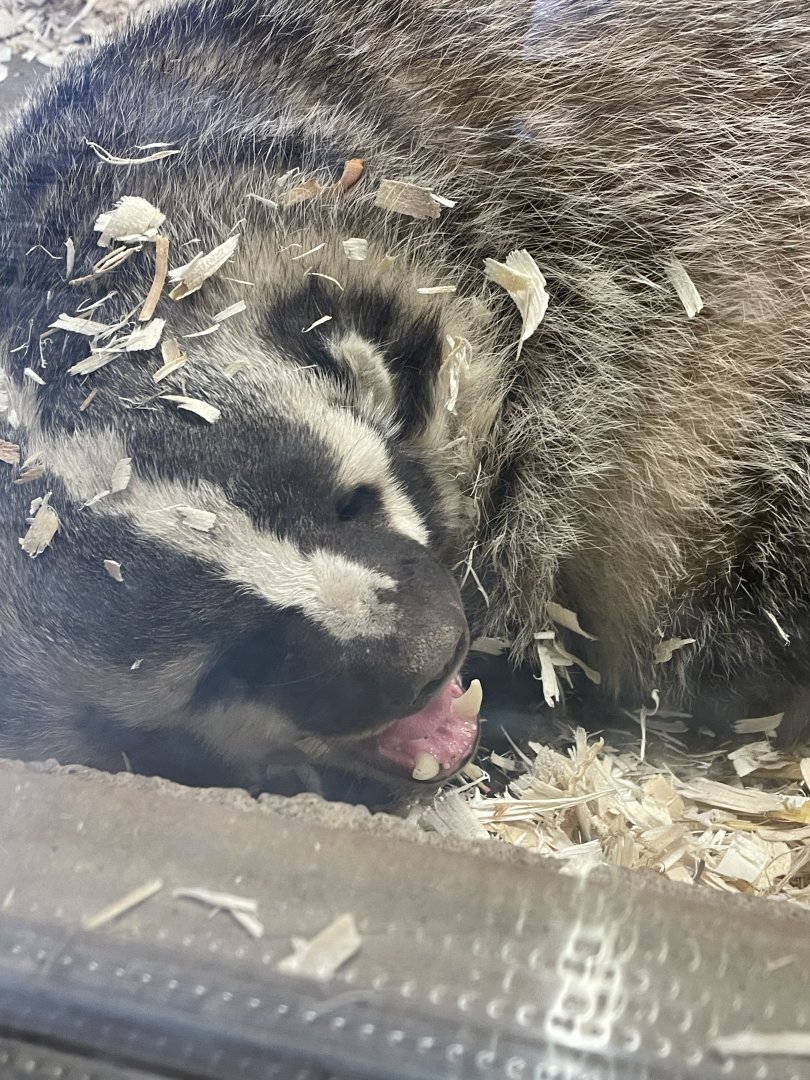 American Badger (12/30/23)