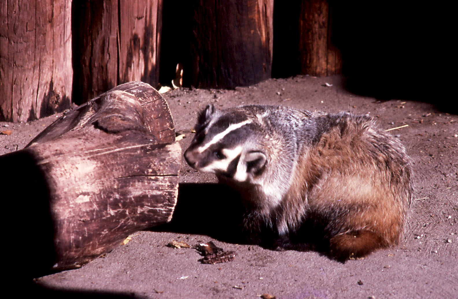 American Badger - 1987