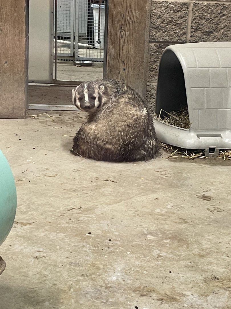 American Badger (3/17/22)