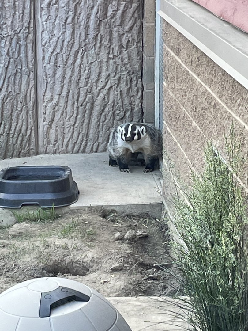 American Badger (5/26/21)