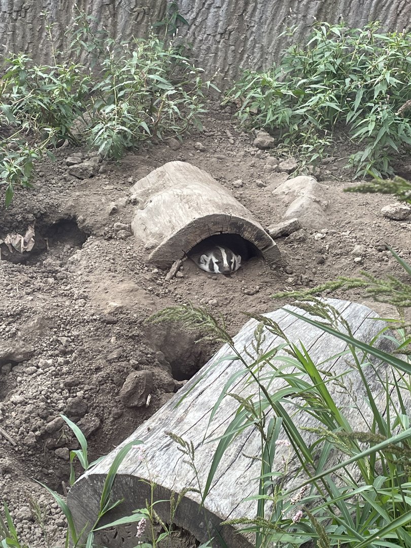 American Badger (8/19/22)
