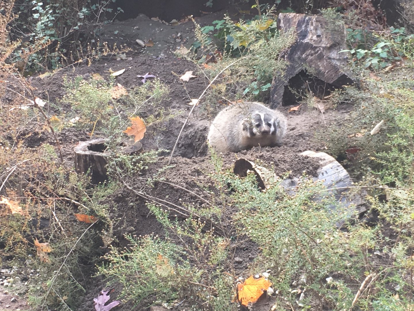 American Badger (Actually Awake!)