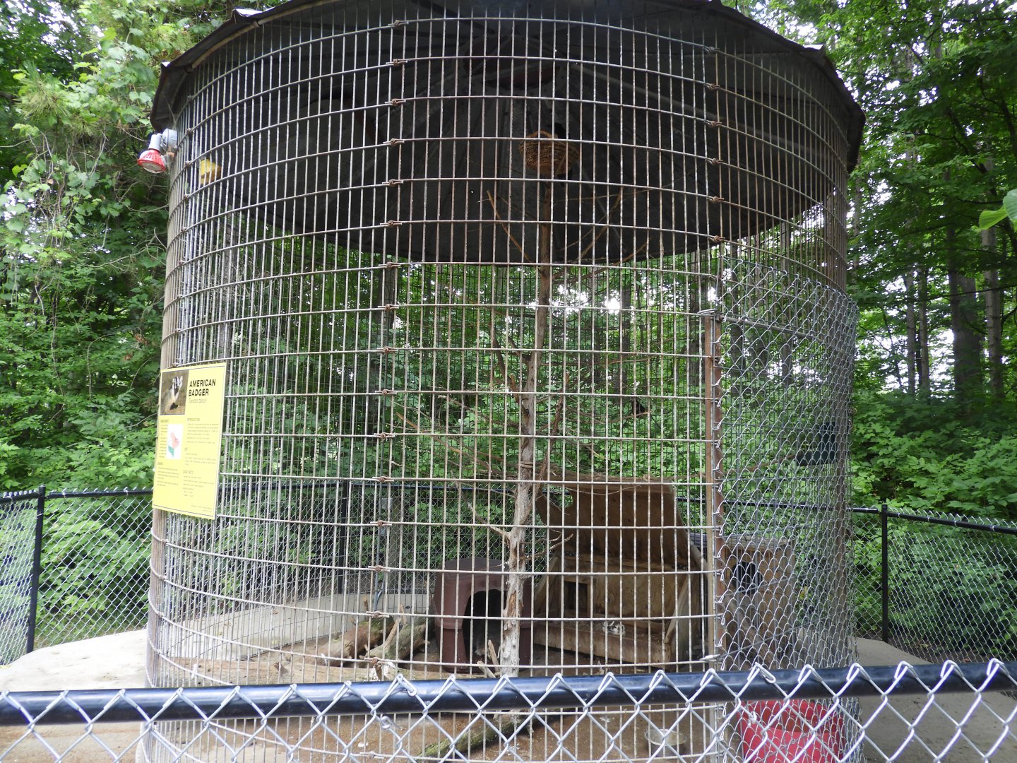 American Badger/American Crow exhibit