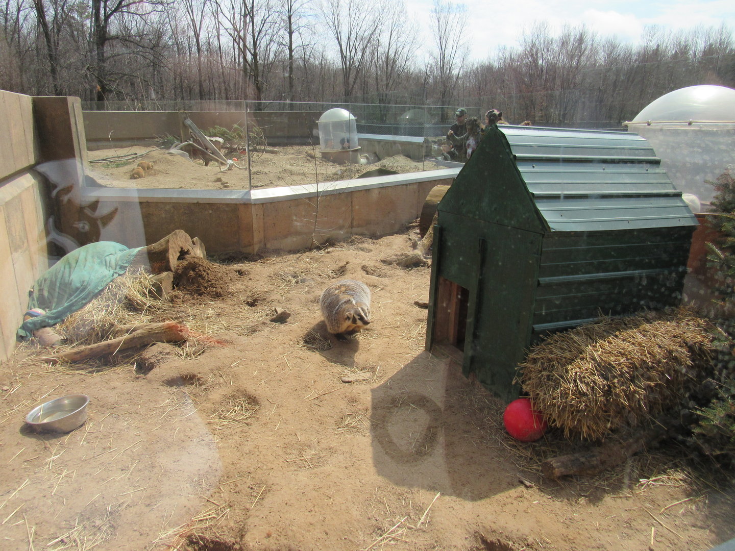 American Badger and Prairie Dog Exhibits - 4/8/23