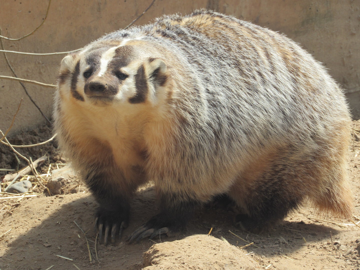 American Badger Bucky - 4/8/23